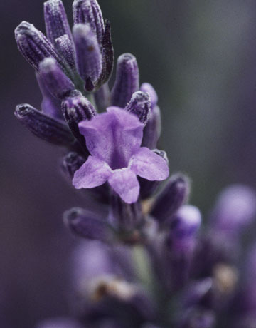 lavender-blossom-0908-de-22492695